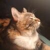 heartfulcalico